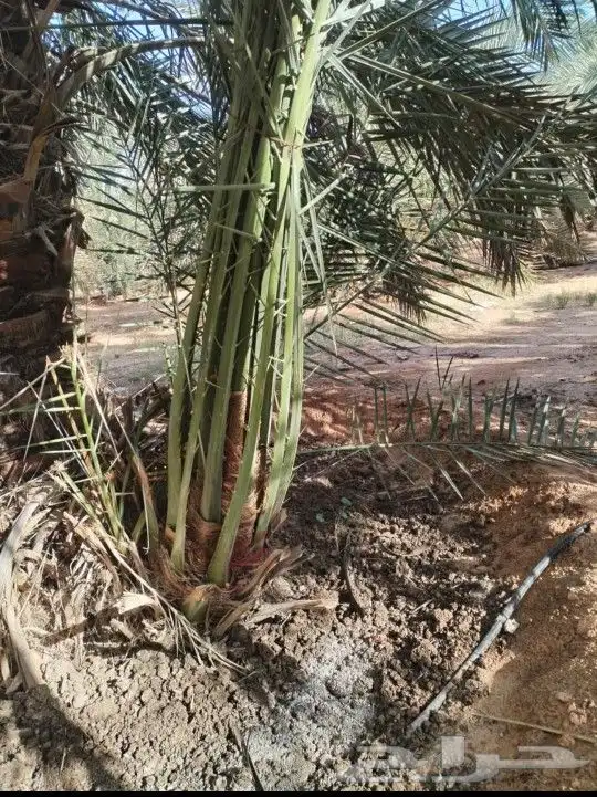 يوجد لدينا جميع انواع النخيل لتواصل 4