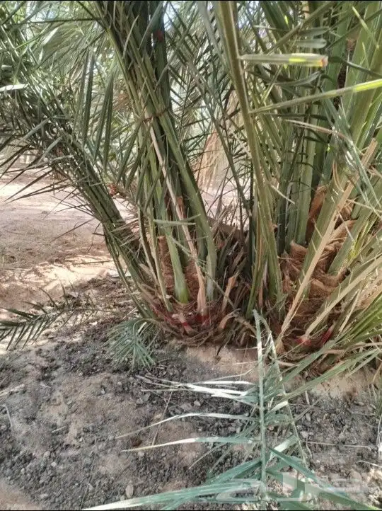 يوجد لدينا جميع انواع النخيل لتواصل 3