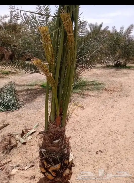 يوجد لدينا جميع انواع النخيل لتواصل 1