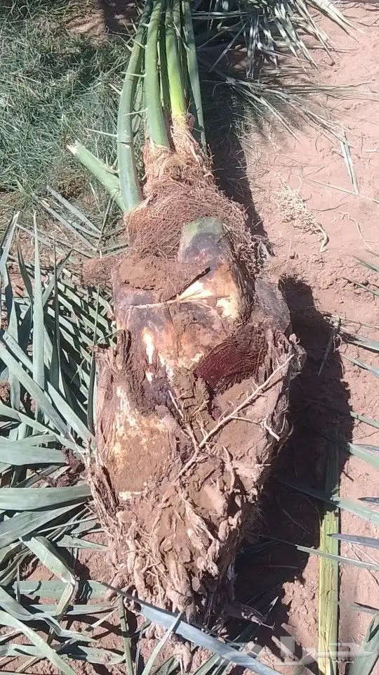 عجوه روثانه برني العيس صفاوي برني العلا 4