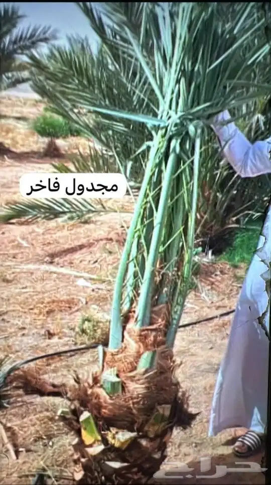 يوجد لدينا جميع انواع النخيل لتواصل 0