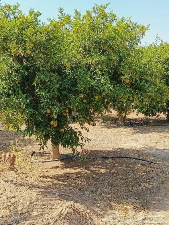 يوجد لدينا حمضيات وأشجار زيتون يوسف فندي برتقال ليمون تين 4