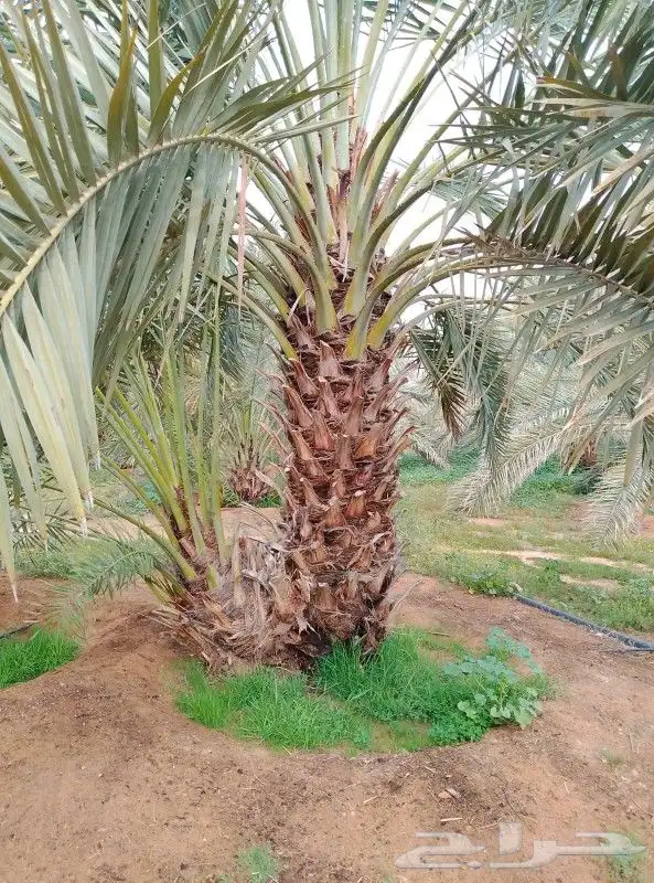 يوجد لدينا جميع أنواع النخيل 1