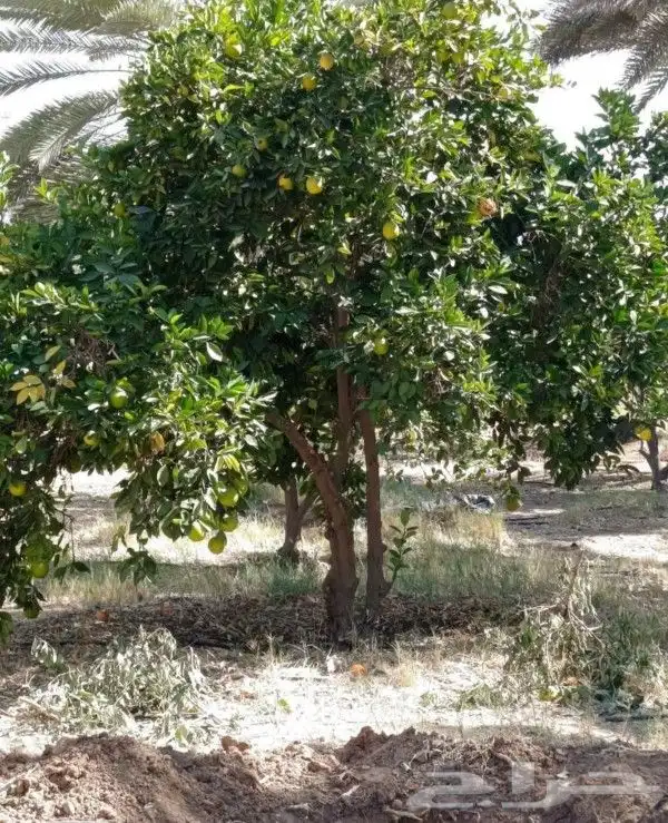 يوجد لدينا حمضيات وأشجار زيتون يوسف فندي برتقال ليمون تين 3