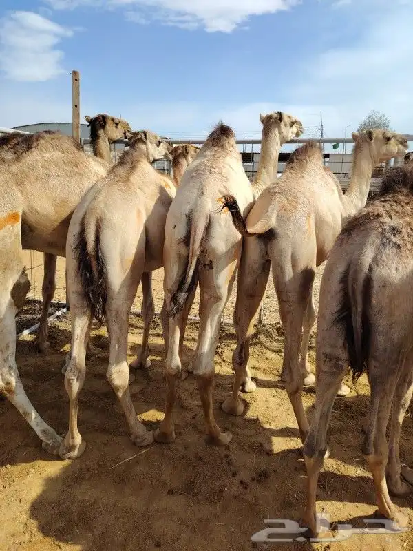 حاشي صومالي جديد وتربيه وزن وسنام ما شاء الله 1