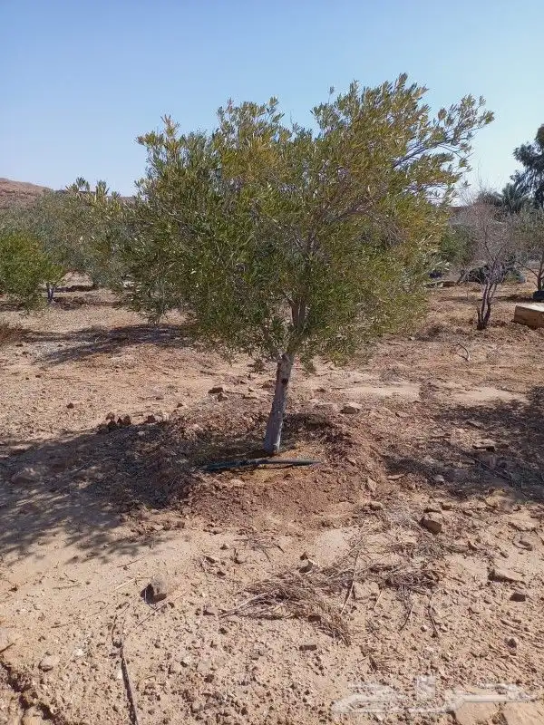 يوجد لدينا حمضيات وأشجار زيتون يوسف فندي برتقال ليمون تين 5