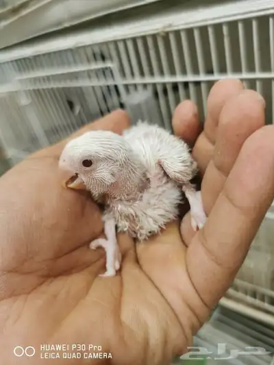 للبيع فرخ روز البينو عيون حمره 2