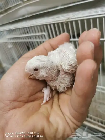 للبيع فرخ روز البينو عيون حمره 0