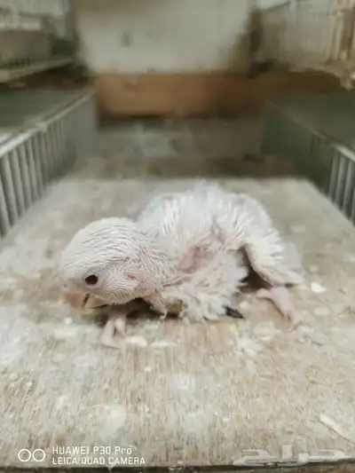 للبيع فرخ روز البينو عيون حمره 1