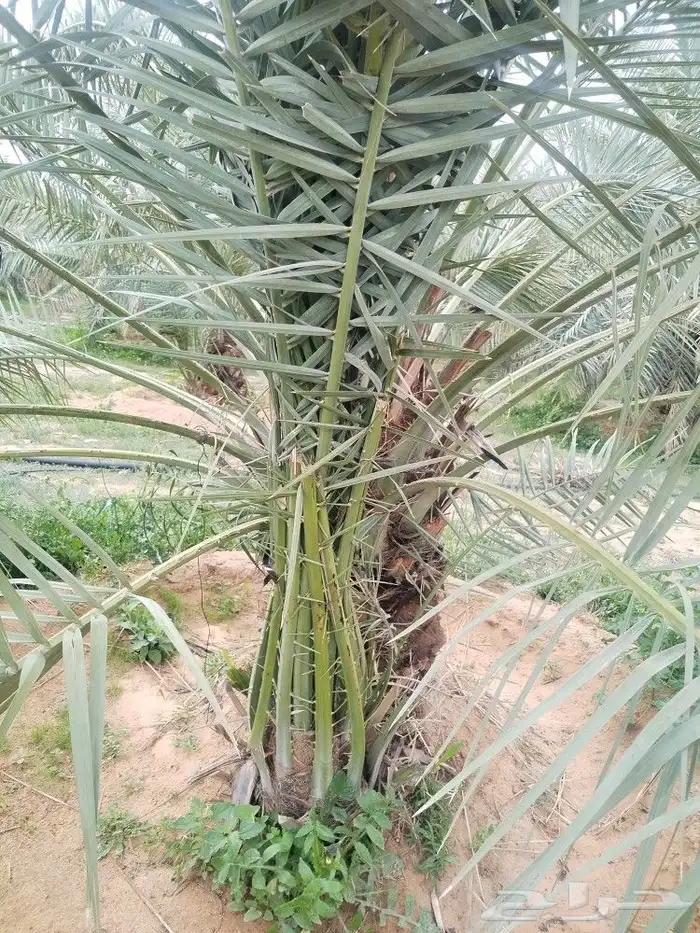 يوجد لدينا جميع انواع النخيل لتواصل 8