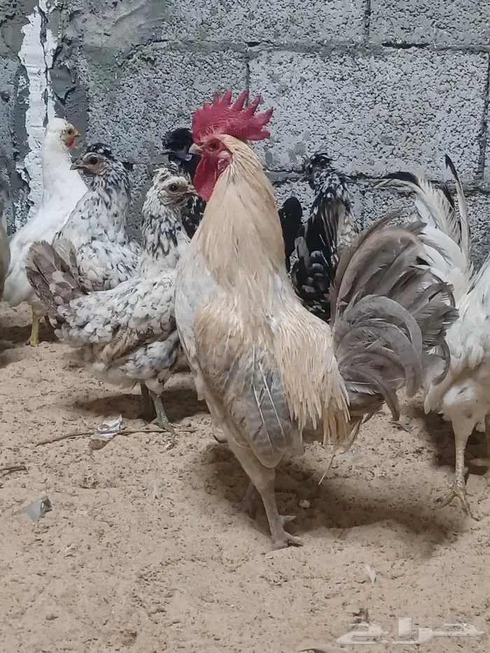 للبيع دجاج عربي بياض 0