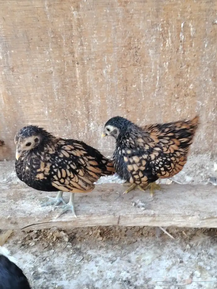 سبرايت طقم. تم البيع 2