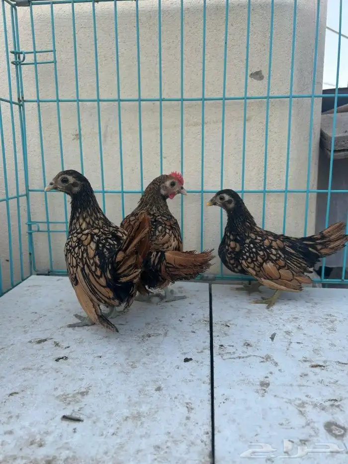 سبرايت طقم. تم البيع 0