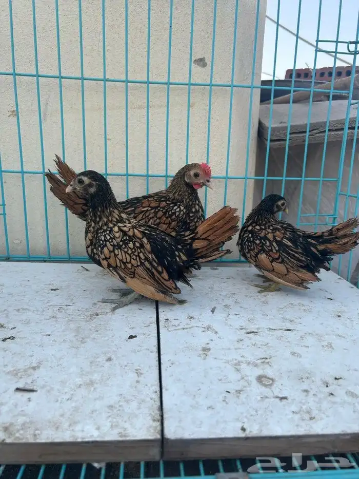 سبرايت طقم. تم البيع 1