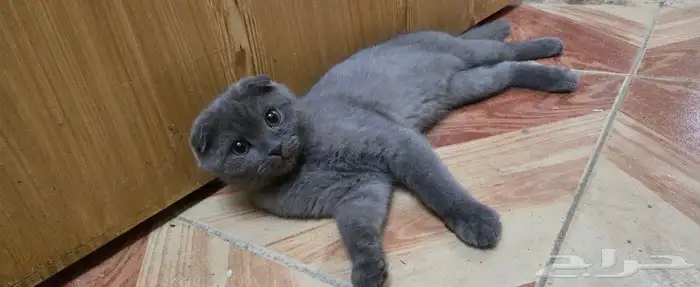 ذكر وانثى سكوتش فولد للبيع 4