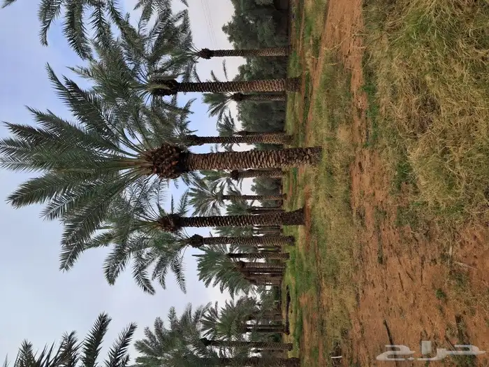 جميع انواع النخيل باطواله 7