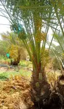 يتوفر لدينا جميع انواع النخيل الاخلاص والسكري والبرحي والصقع 0