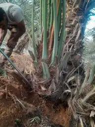 يتوفر لدينا جميع انواع النخيل الاخلاص والسكري والبرحي والصقع 9