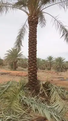 جميع انواع النخيل باطواله 9