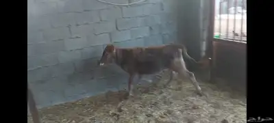 عجلة هجين ألماني جرسي الاحساء الهفوف 4