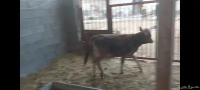 عجلة هجين ألماني جرسي الاحساء الهفوف 7