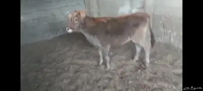 عجلة هجين ألماني جرسي الاحساء الهفوف 8