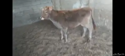 عجلة هجين ألماني جرسي الاحساء الهفوف 0