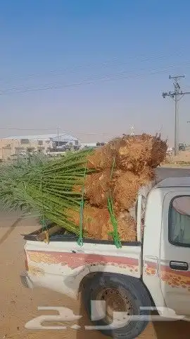 يتوفر لدينا جميع انواع النخيل الاخلاص والسكري والبرحي والصقع 2