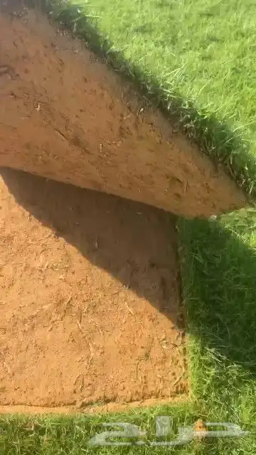 ثيل طبيعي نجيله طبيعي ثيلc200 7