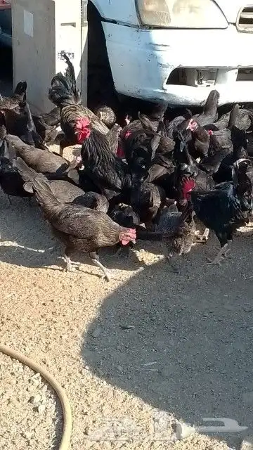 بيض بلدي مخصب ومائده 4