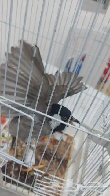 بلبل حساوي للبيع 5