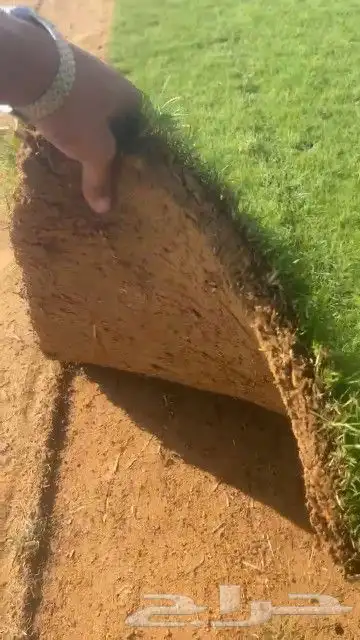 ثيل طبيعي نجيله طبيعي ثيلc200 2