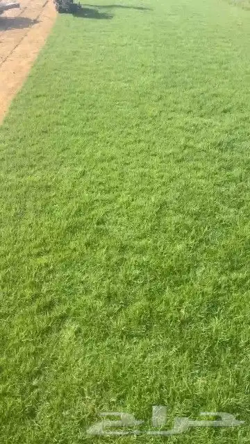 ثيل طبيعي نجيله طبيعي ثيلc200 9