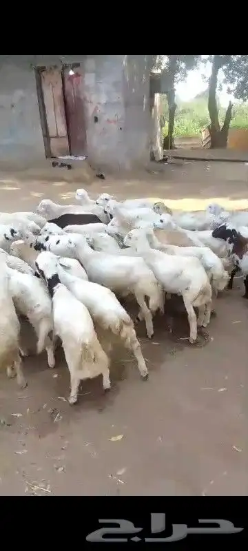 فران تربيه العدد 42 0