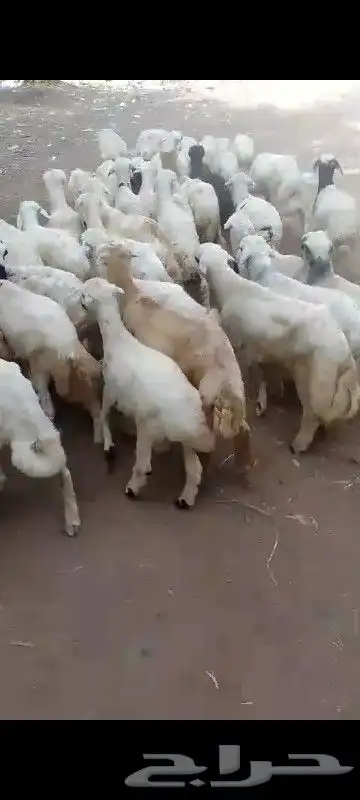 فران تربيه العدد 42 1