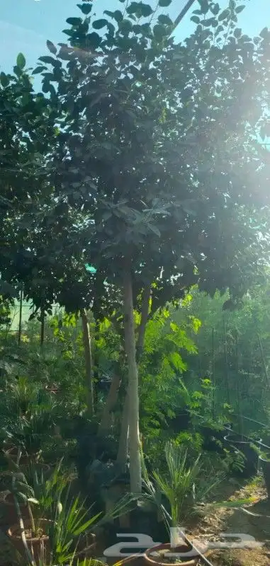 اشجار ضل كبيره معمره بونسيانا 3