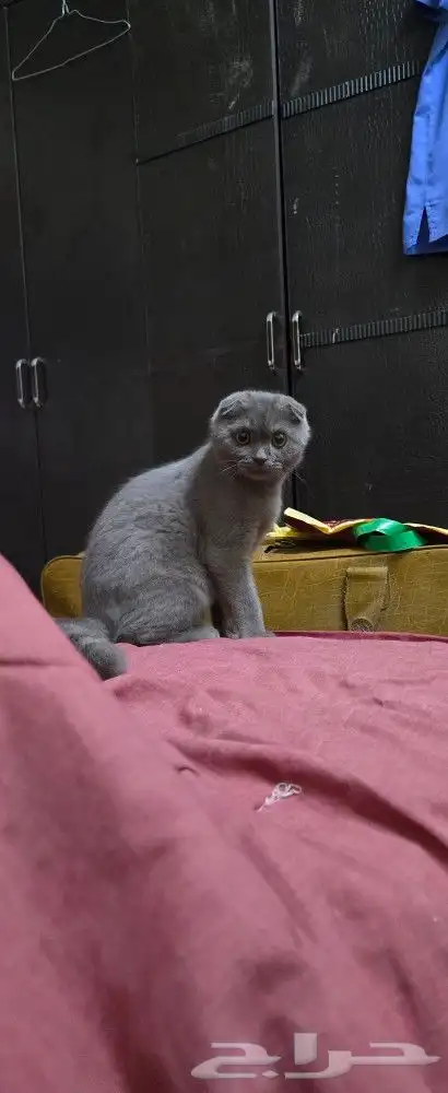 ذكر وانثى سكوتش فولد للبيع 2