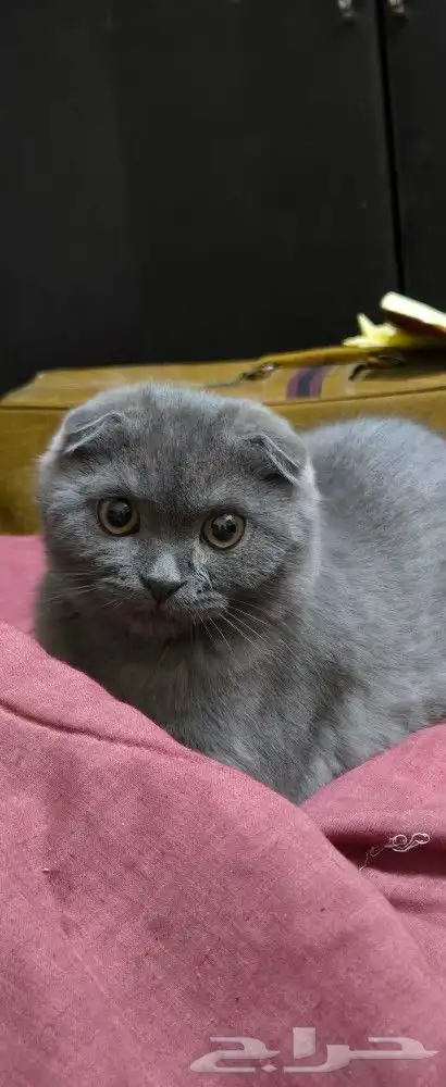 ذكر وانثى سكوتش فولد للبيع 0