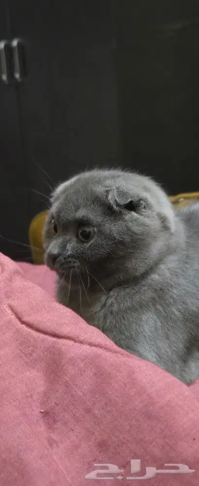 ذكر وانثى سكوتش فولد للبيع 1