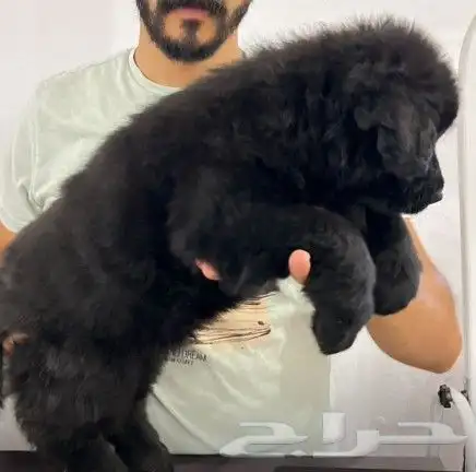 جرواه جيرمن رويال بلاك بالبيديجري 0