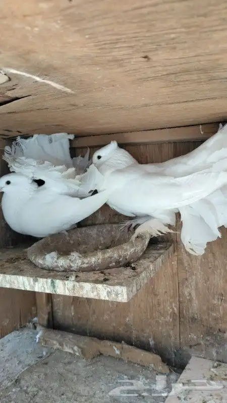 رقاص هندي زوجين 2