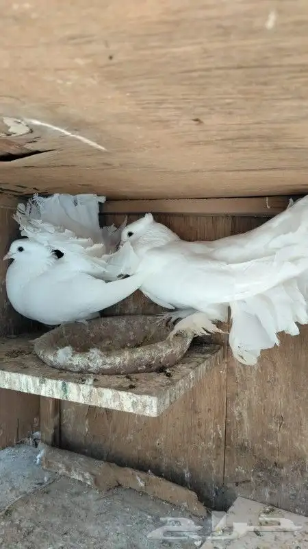 رقاص هندي زوجين 6