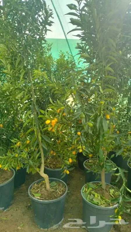 مشتل نسائم الربيع 25