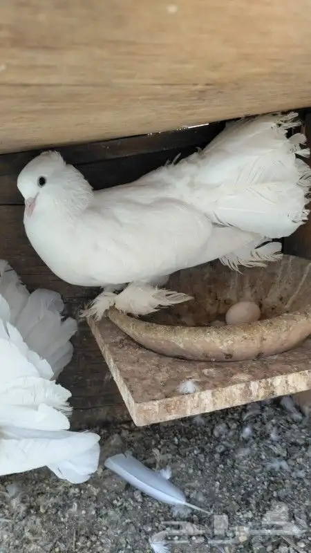 رقاص هندي زوجين 4