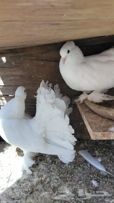 رقاص هندي زوجين 5