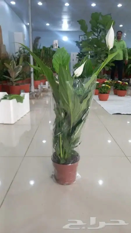 مشتل نسائم الربيع 39