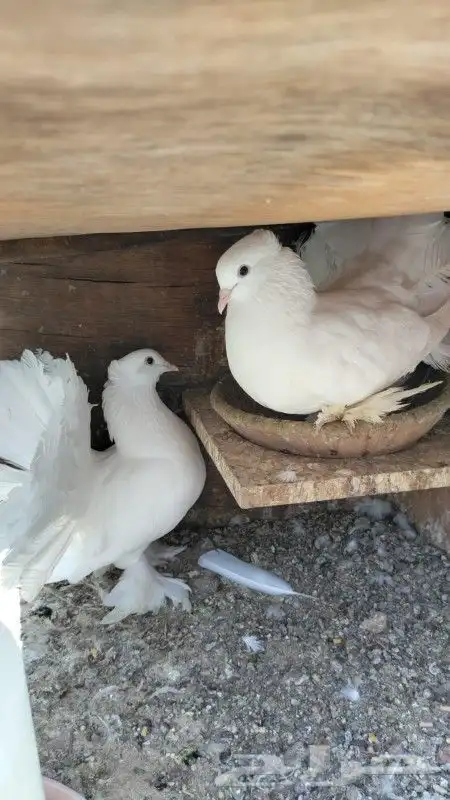 رقاص هندي زوجين 1