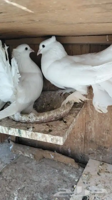 رقاص هندي زوجين 3