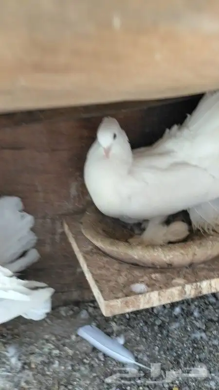 رقاص هندي زوجين 0