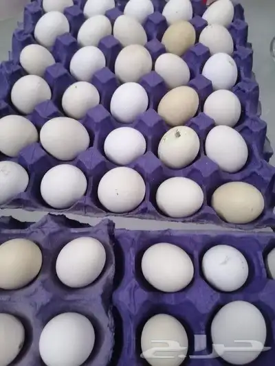 بيض بلدي مخصب ومائده 6